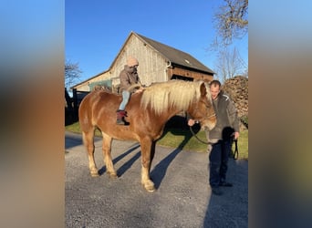 Noriker, Wałach, 5 lat, 163 cm, Kasztanowata