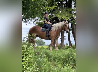Noriker, Wałach, 5 lat, 163 cm, Kasztanowata