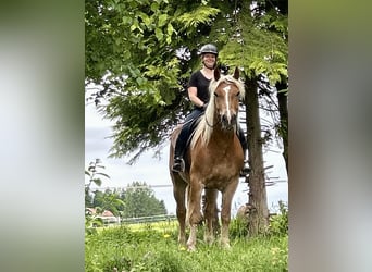 Noriker, Wałach, 5 lat, 163 cm, Kasztanowata