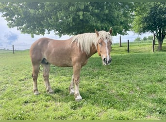 Noriker, Wałach, 5 lat, 163 cm, Kasztanowata