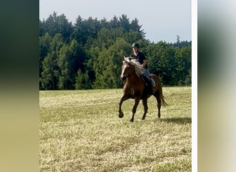 Noriker, Wałach, 5 lat, 163 cm, Kasztanowata