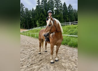 Noriker, Wałach, 5 lat, 163 cm, Kasztanowata