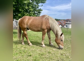 Noriker, Wałach, 5 lat, 163 cm, Kasztanowata