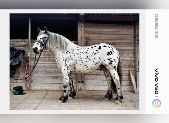 Noriker, Wałach, 5 lat, 163 cm, Tarantowata