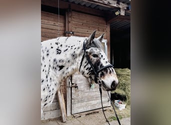 Noriker, Wałach, 5 lat, 163 cm, Tarantowata