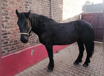 Noriker, Wałach, 5 lat, 170 cm, Kara