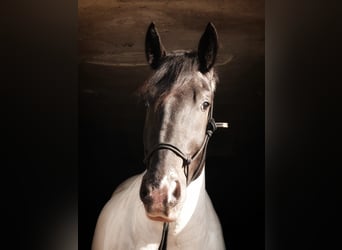 Noriker, Wałach, 5 lat, 170 cm, Srokata