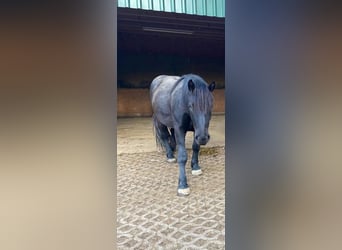 Noriker, Wałach, 5 lat, 175 cm, Kara