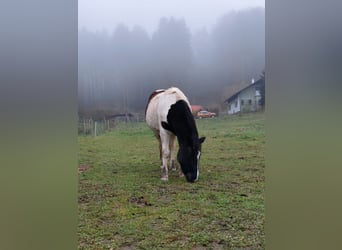 Noriker Mix, Wałach, 6 lat, 155 cm, Srokata