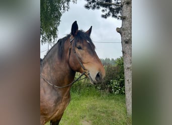Noriker, Wałach, 6 lat, 160 cm, Gniada