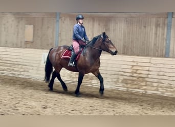 Noriker, Wałach, 6 lat, 160 cm, Gniada
