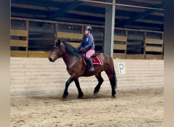 Noriker, Wałach, 6 lat, 160 cm, Gniada