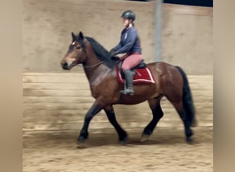 Noriker, Wałach, 6 lat, 160 cm, Gniada