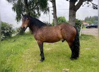 Noriker, Wałach, 6 lat, 160 cm, Gniada