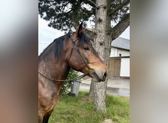 Noriker, Wałach, 6 lat, 160 cm, Gniada