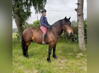 Noriker, Wałach, 6 lat, 160 cm, Gniada