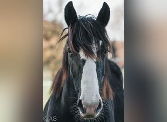 Noriker, Wałach, 6 lat, 163 cm, Kara