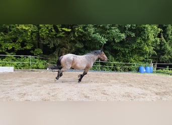 Noriker Mix, Wałach, 6 lat, 168 cm, Formy Brown Falb