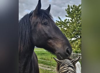 Noriker, Wałach, 7 lat, 172 cm, Kara