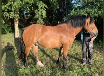 Noriker, Wałach, 8 lat, 165 cm, Gniada