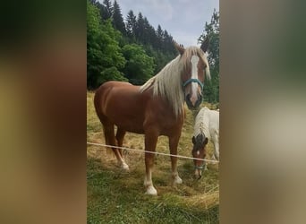 Noriker, Wałach, 8 lat, 177 cm, Kasztanowata