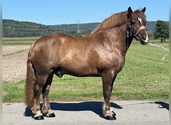 Noriker, Wallach, 10 Jahre, 160 cm, Dunkelfuchs