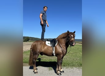Noriker, Wallach, 10 Jahre, 160 cm, Dunkelfuchs