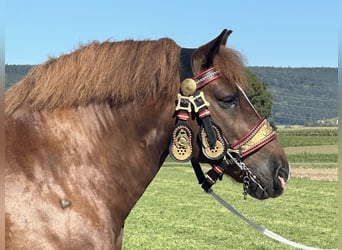 Noriker, Wallach, 10 Jahre, 160 cm, Dunkelfuchs