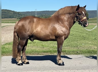 Noriker, Wallach, 10 Jahre, 160 cm, Dunkelfuchs