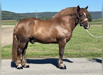 Noriker, Wallach, 10 Jahre, 160 cm, Dunkelfuchs