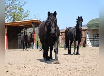 Noriker, Wallach, 10 Jahre, 160 cm, Rappe