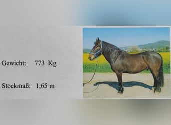 Noriker, Wallach, 10 Jahre, 165 cm, Brauner