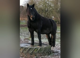 Noriker, Wallach, 10 Jahre, 165 cm, Dunkelbrauner