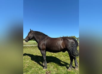 Noriker, Wallach, 10 Jahre, 172 cm, Rappe