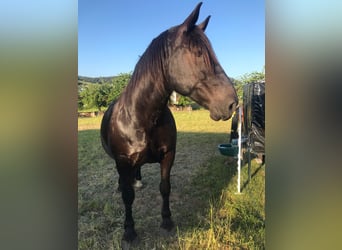 Noriker, Wallach, 10 Jahre, 174 cm, Dunkelbrauner