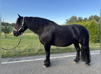 Noriker, Wallach, 10 Jahre, 174 cm, Rappe