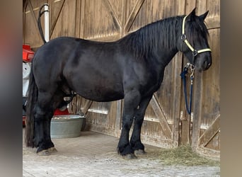 Noriker, Wallach, 10 Jahre, 174 cm, Rappe