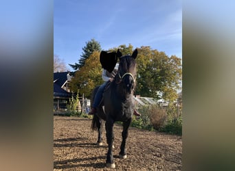 Noriker, Wallach, 10 Jahre, 174 cm, Rappe