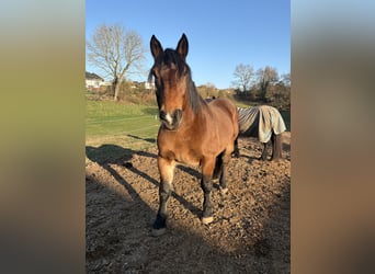 Noriker, Wallach, 11 Jahre, 160 cm, Brauner