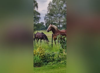 Noriker, Wallach, 11 Jahre, 160 cm, Fuchs