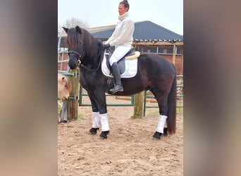 Noriker, Wallach, 11 Jahre, 160 cm, Rappe