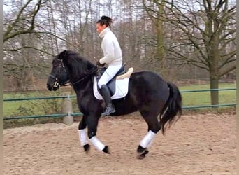 Noriker, Wallach, 11 Jahre, 160 cm, Rappe