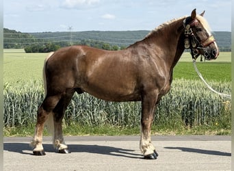 Noriker, Wallach, 11 Jahre, 164 cm, Dunkelfuchs