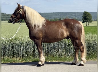 Noriker, Wallach, 11 Jahre, 164 cm, Dunkelfuchs