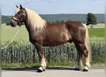Noriker, Wallach, 11 Jahre, 164 cm, Dunkelfuchs