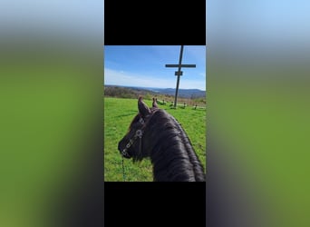 Noriker, Wallach, 11 Jahre, 168 cm, Brauner