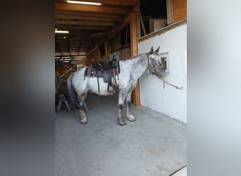 Noriker, Wallach, 12 Jahre, 165 cm, Tigerschecke