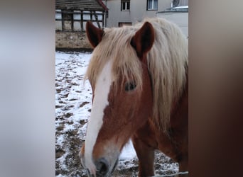 Noriker, Wallach, 12 Jahre, Fuchs