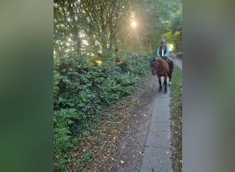 Noriker Mix, Wallach, 13 Jahre, 155 cm, Brauner