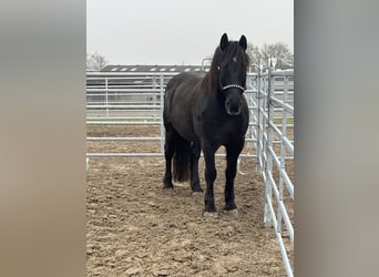 Noriker Mix, Wallach, 13 Jahre, 160 cm, Dunkelbrauner